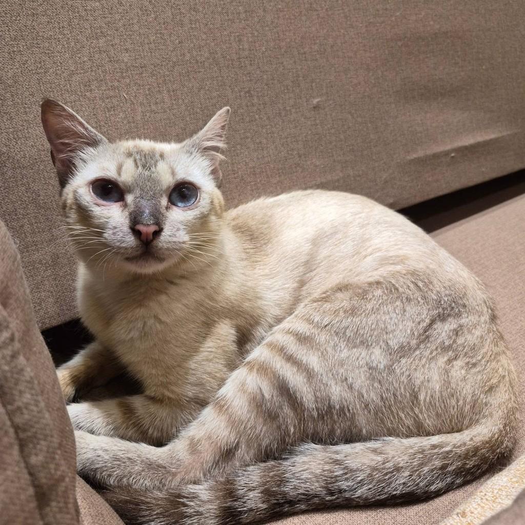 Lady, gata de porte pequeno para adoção em Rio de Janeiro - RJ
