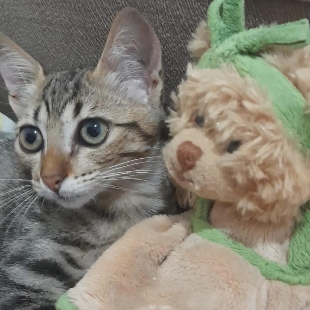 Pandora, gata de porte pequeno para adoção em Rio de Janeiro - RJ