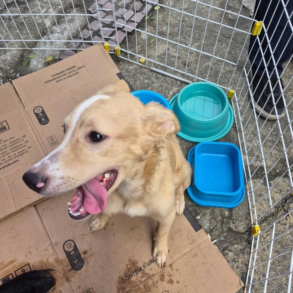 Romeu, cachorro de porte médio para adoção em Rio de Janeiro - RJ