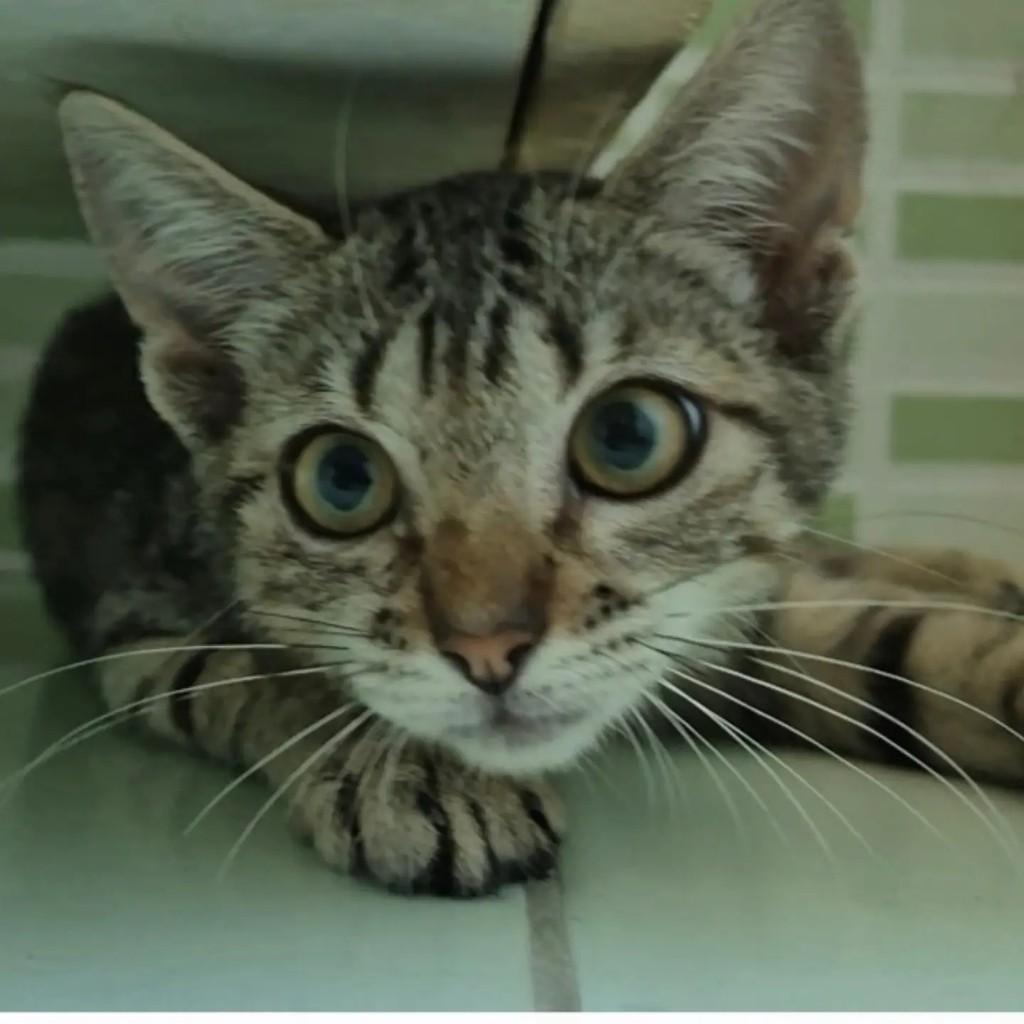Rute, gato de porte pequeno para adoção em Rio de Janeiro - RJ