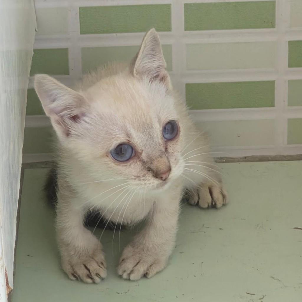 Junior, gato de porte pequeno para adoção em Rio de Janeiro - RJ