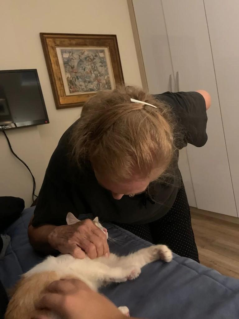 Zuko, gato para adoção em Rio de Janeiro - RJ