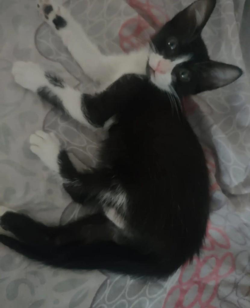 Lindinha, gata de porte pequeno para adoção em Rio de Janeiro - RJ
