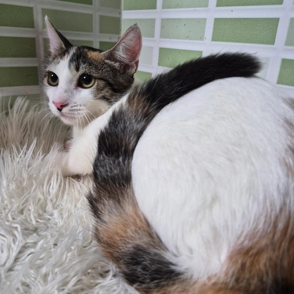 Azula, gata de porte pequeno para adoção em Rio de Janeiro - RJ