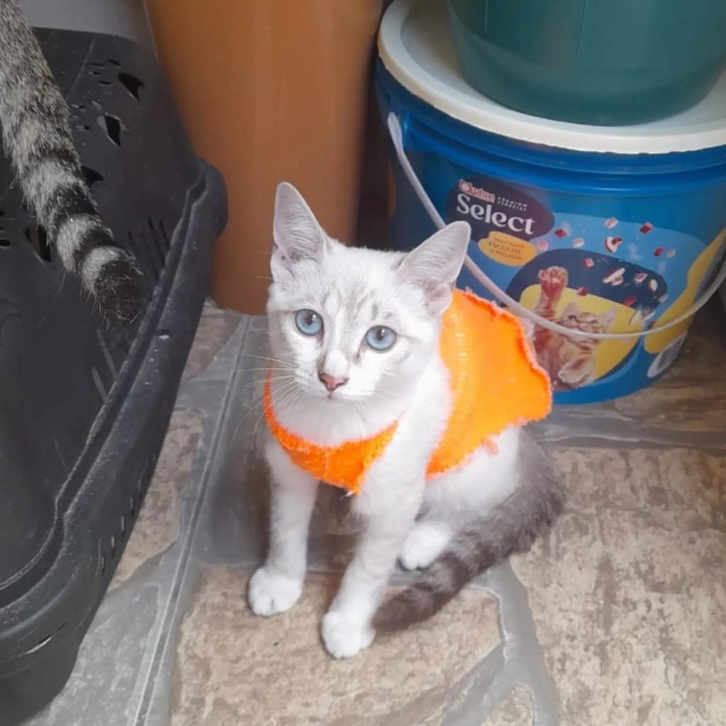 Juma, gata de porte pequeno para adoção em Rio de Janeiro - RJ