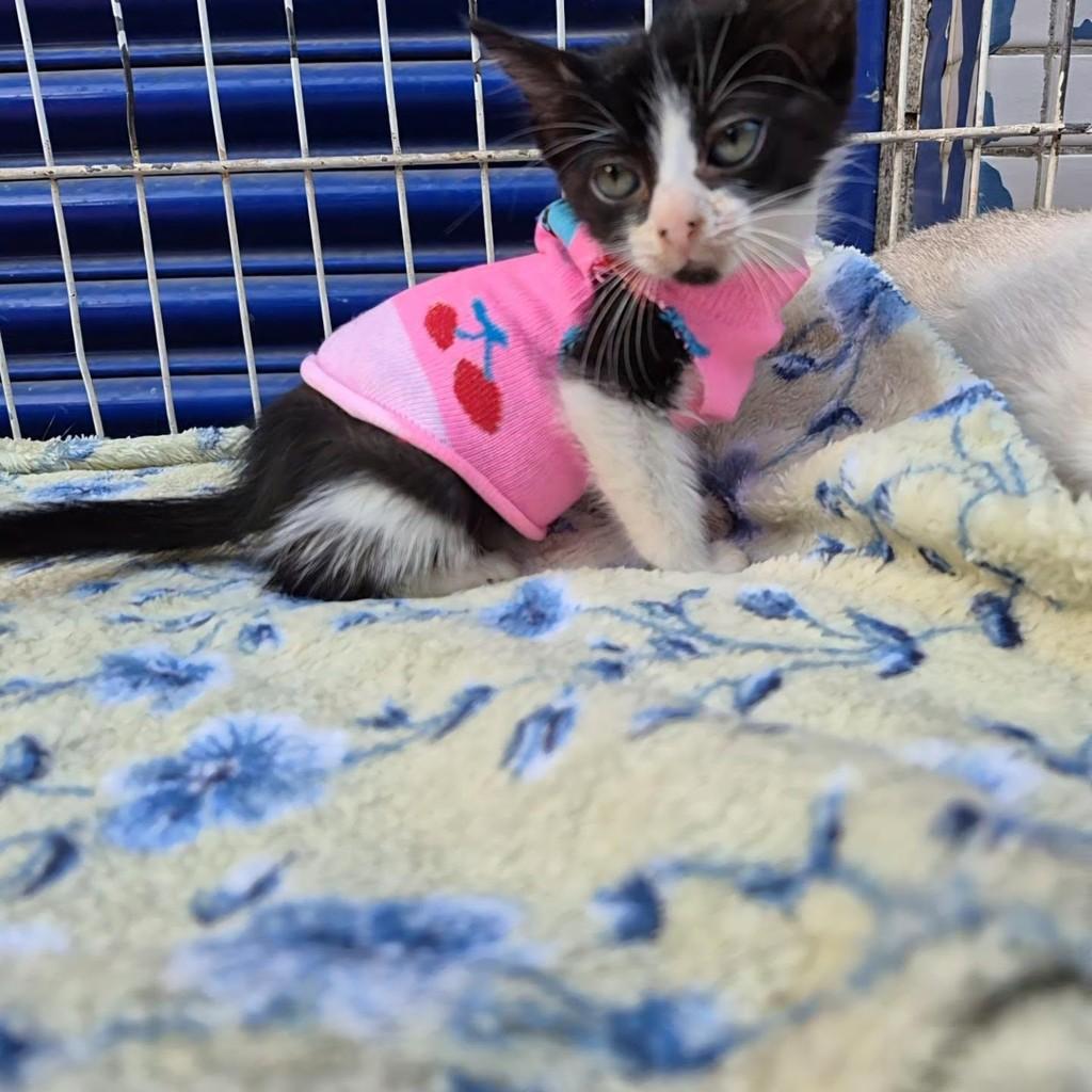 Miuda, gata de porte pequeno para adoção em Rio de Janeiro - RJ