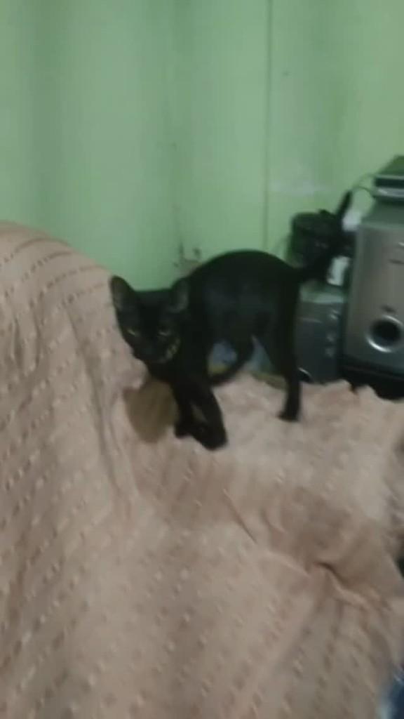 Amiguinha, gata de porte pequeno para adoção em Rio de Janeiro - RJ