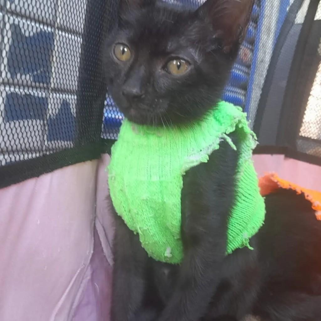 Apollo, gato para adoção em Rio de Janeiro - RJ
