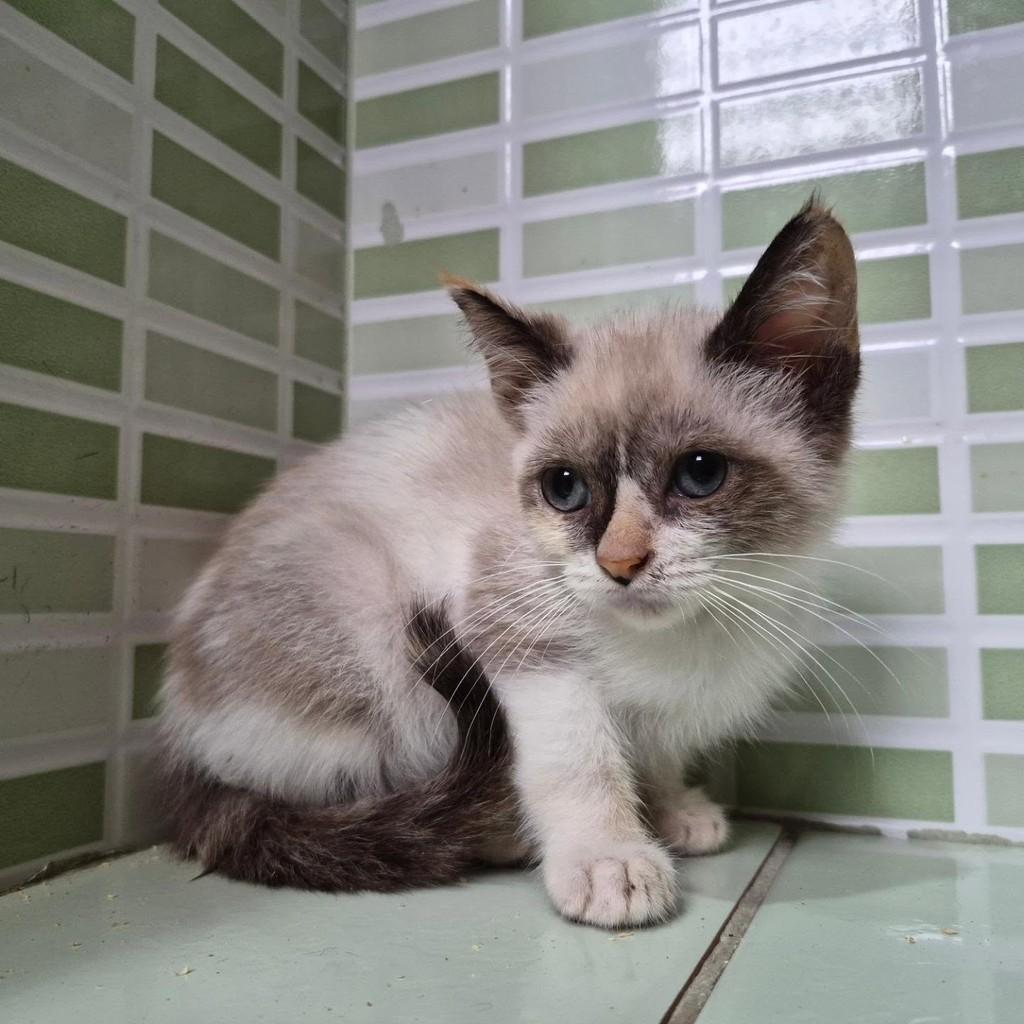 Linda, gata de porte pequeno para adoção em Rio de Janeiro - RJ