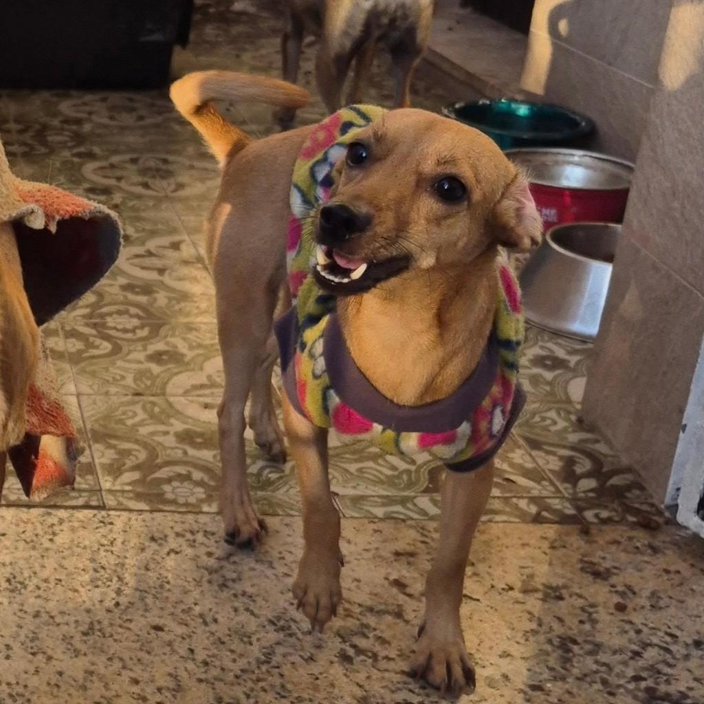 Rebaixadinha Caramelo, cachorro de porte pequeno para adoção em Rio de Janeiro - RJ