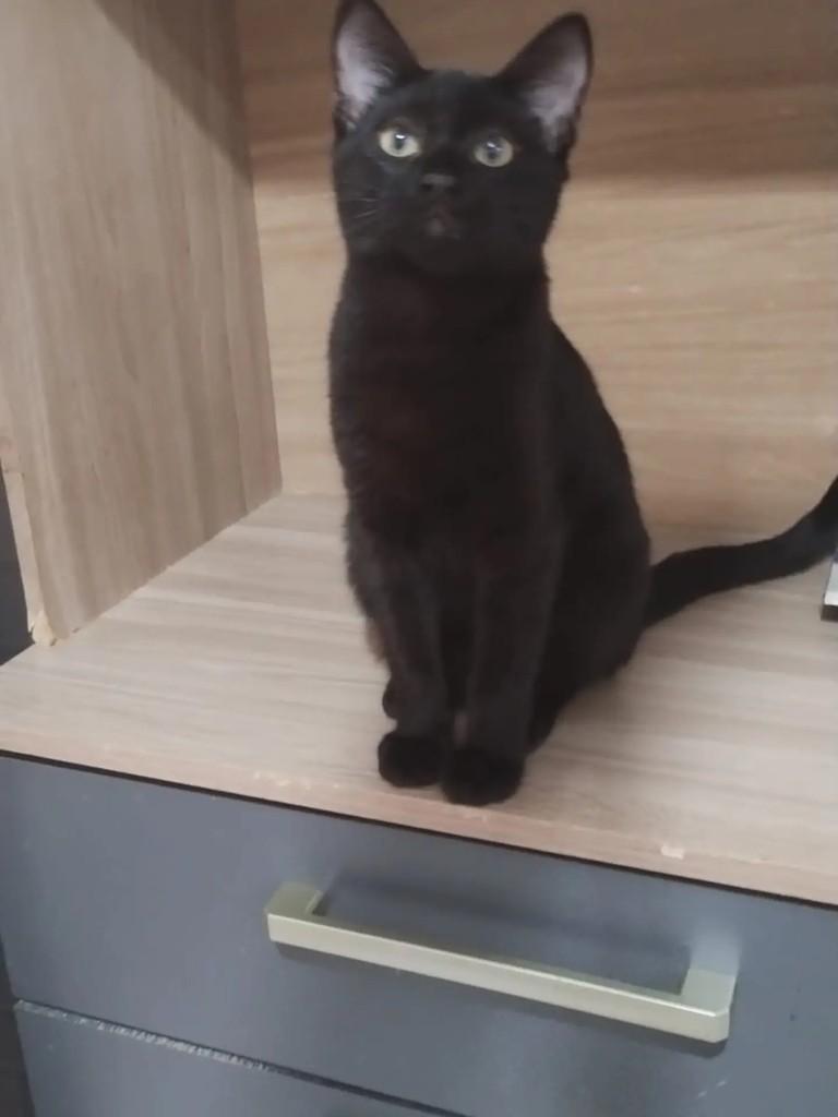 Nina, gato de porte pequeno para adoção em Rio de Janeiro - RJ