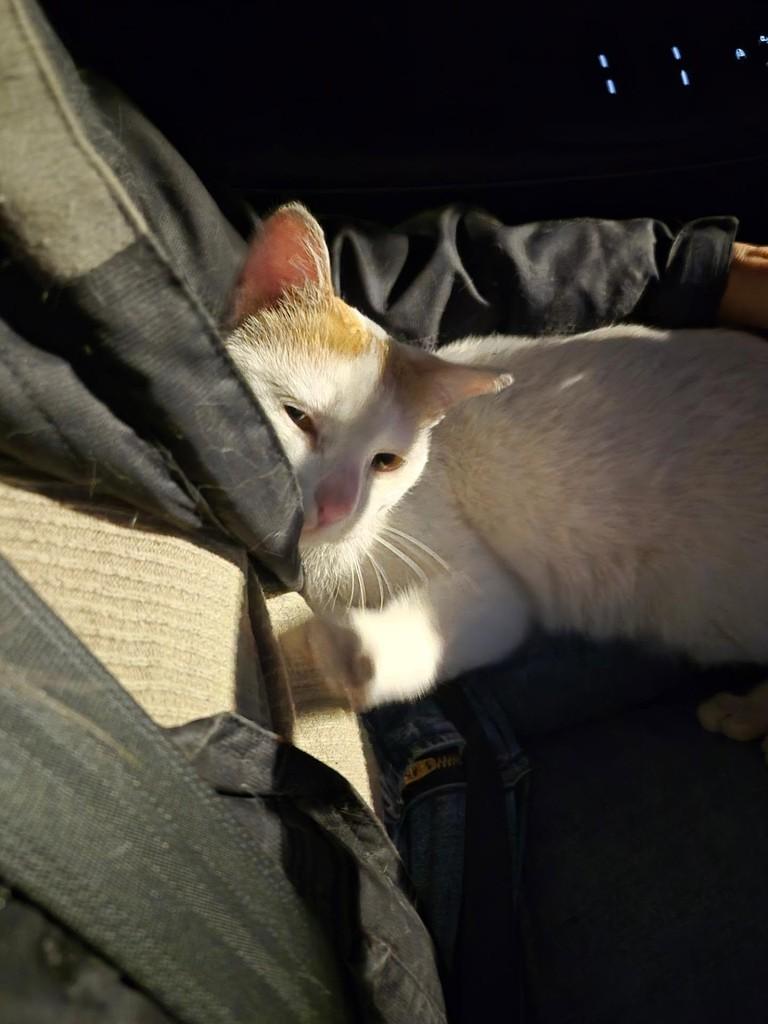 Clara, gata de porte pequeno para adoção em Rio de Janeiro - RJ