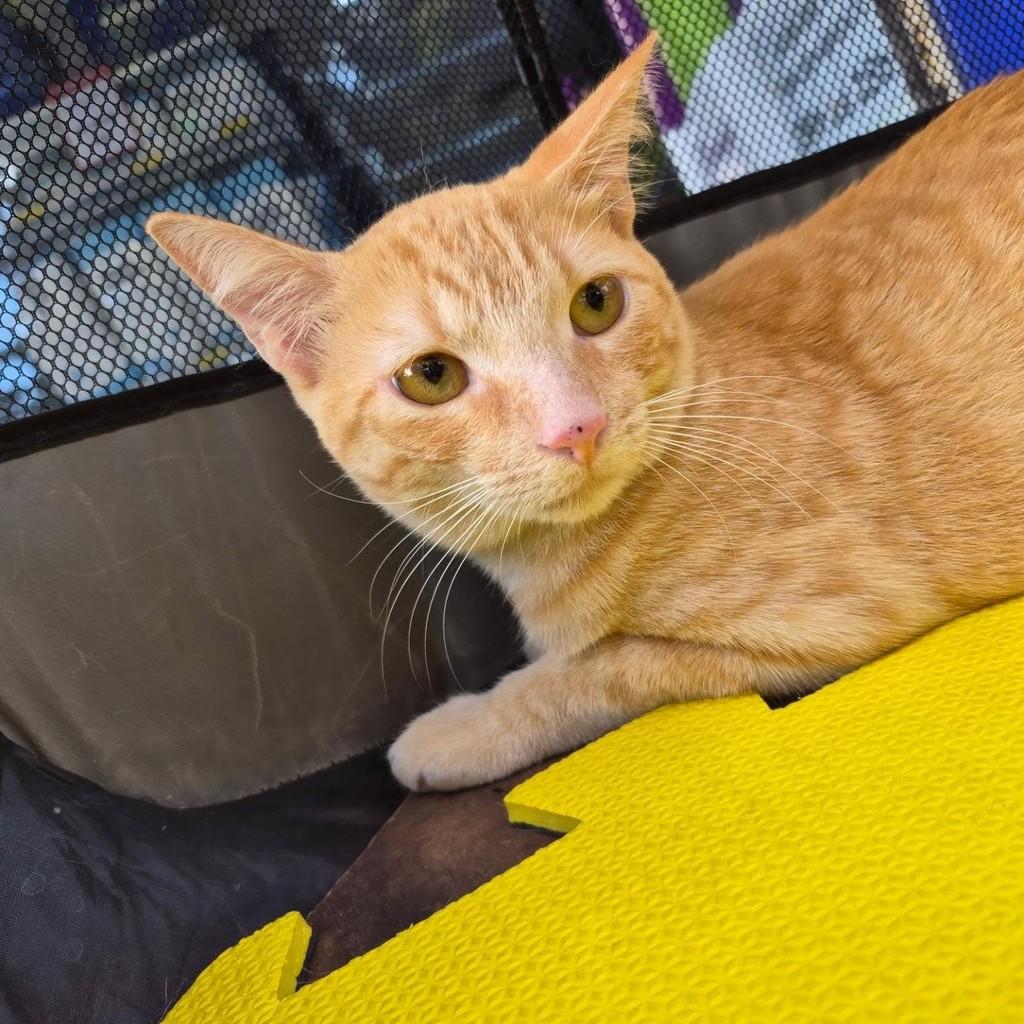 Michel, gato de porte pequeno para adoção em Rio de Janeiro - RJ