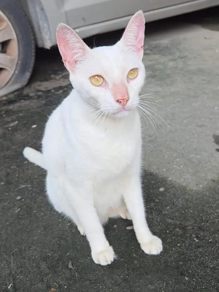 Gucci, gato de porte médio para adoção em Rio de Janeiro - RJ
