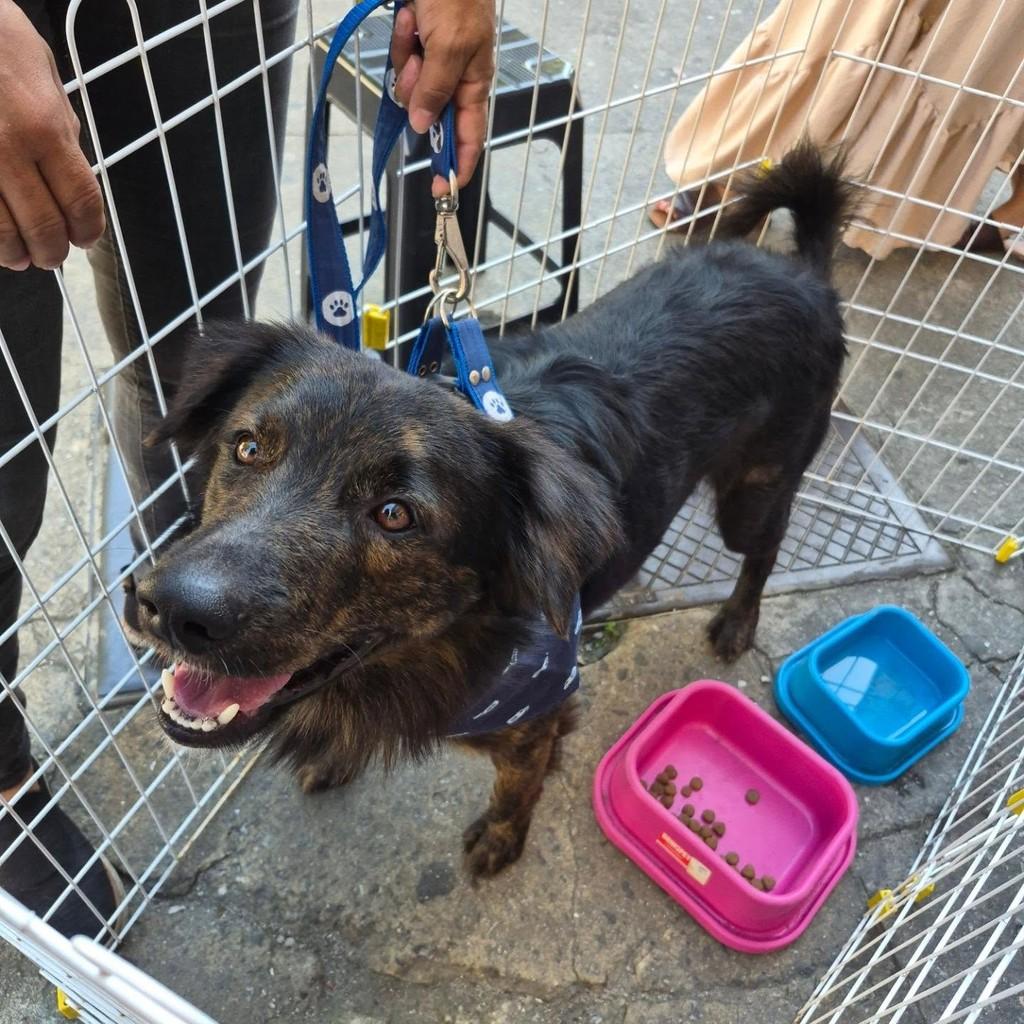 Mike, cachorro de porte médio para adoção em Rio de Janeiro - RJ
