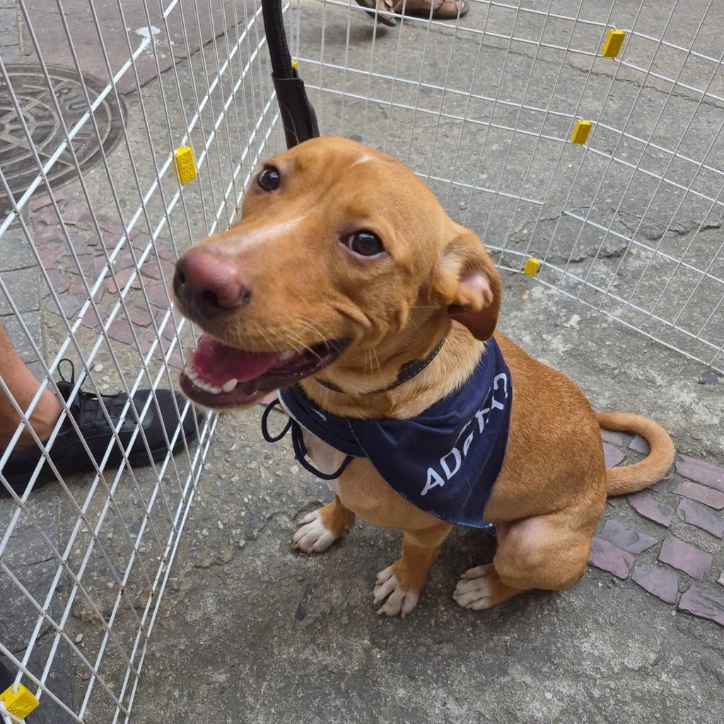 Apa, cachorro de porte médio para adoção em Rio de Janeiro - RJ