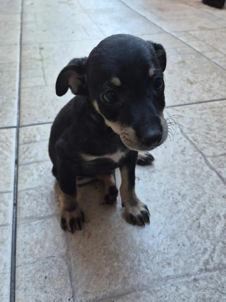 Cris, cachorro de porte pequeno para adoção em Rio de Janeiro - RJ