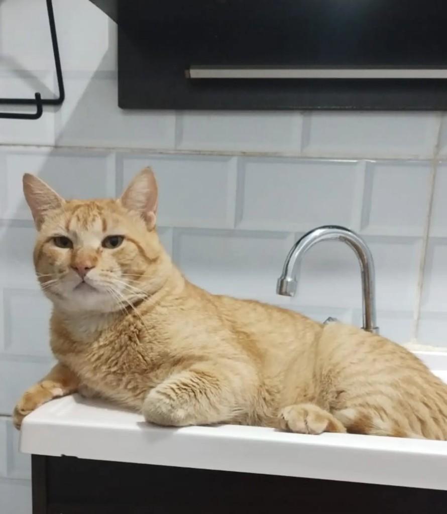 Amarelo, gato de porte médio para adoção em Rio de Janeiro - RJ