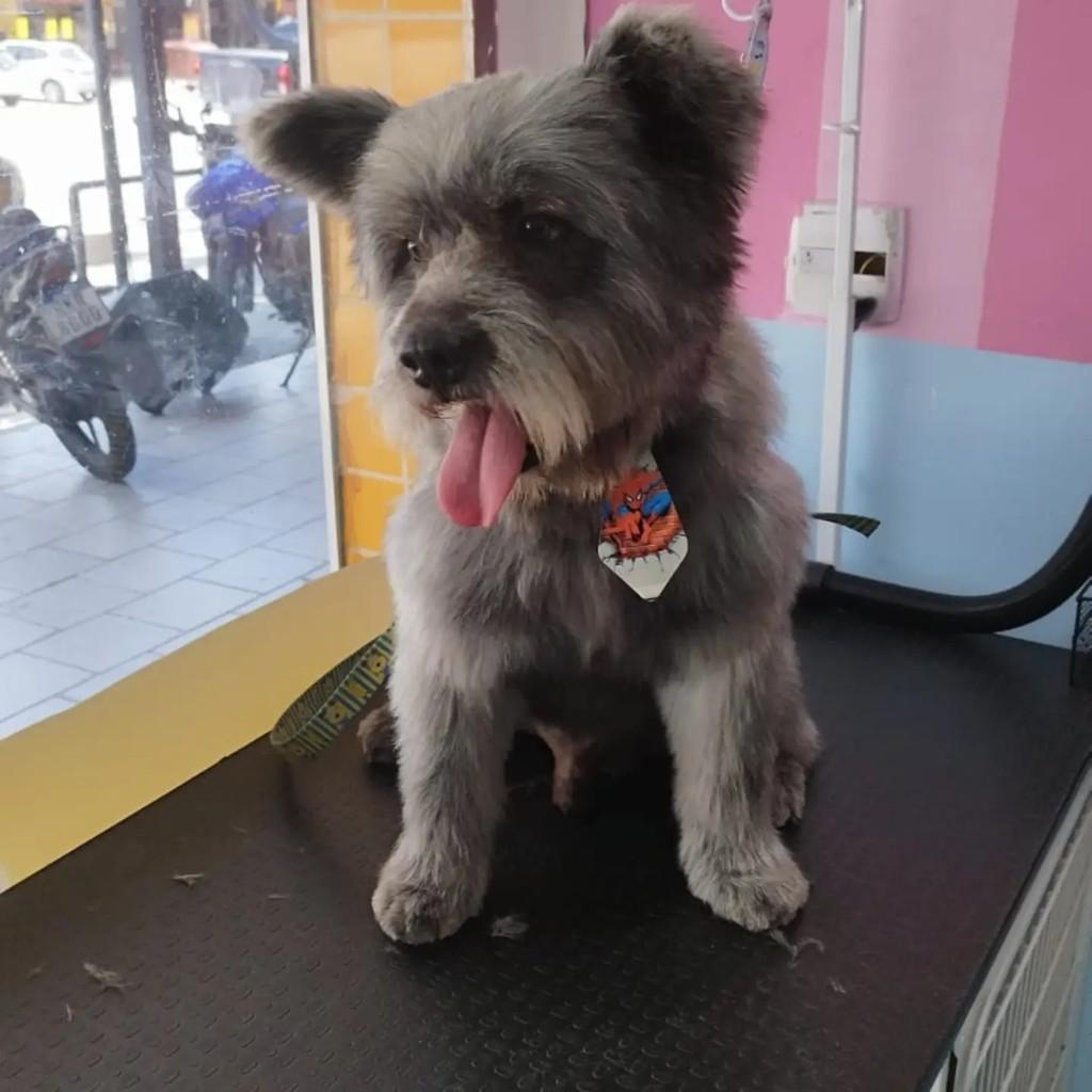 Lobinho, cachorro de porte pequeno para adoção em Rio de Janeiro - RJ