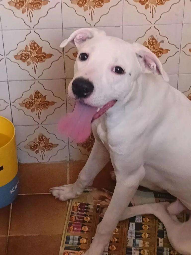 Thor, cachorro de porte médio para adoção em Rio de Janeiro - RJ