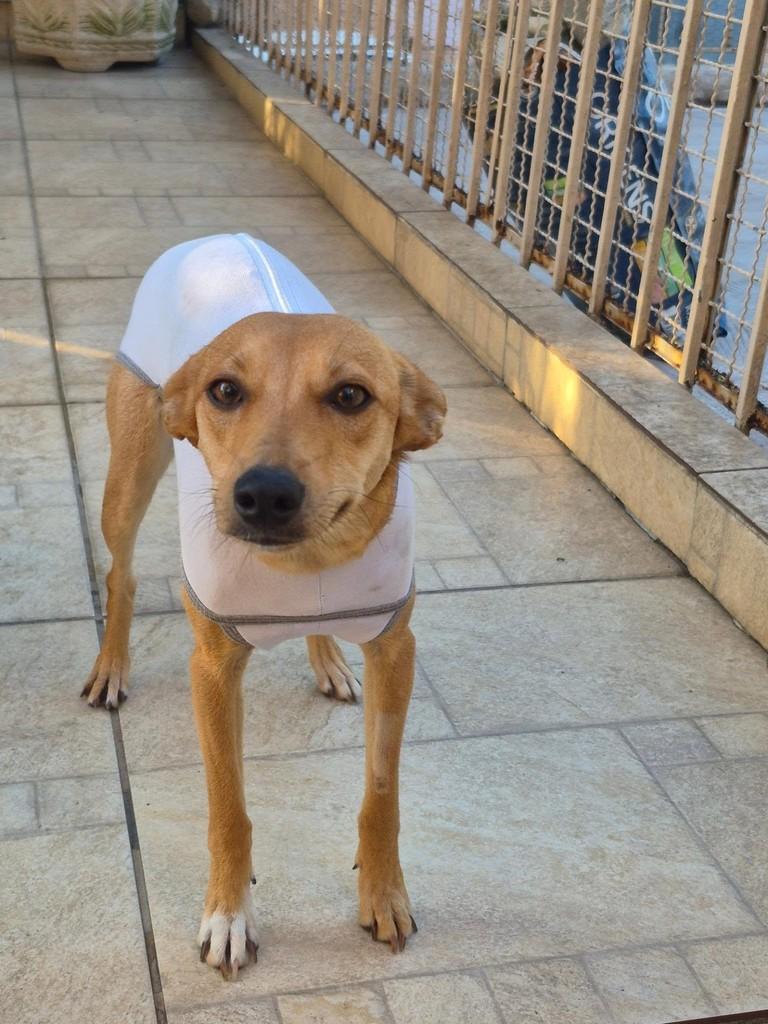 Katia, cadela de porte pequeno para adoção em Rio de Janeiro - RJ