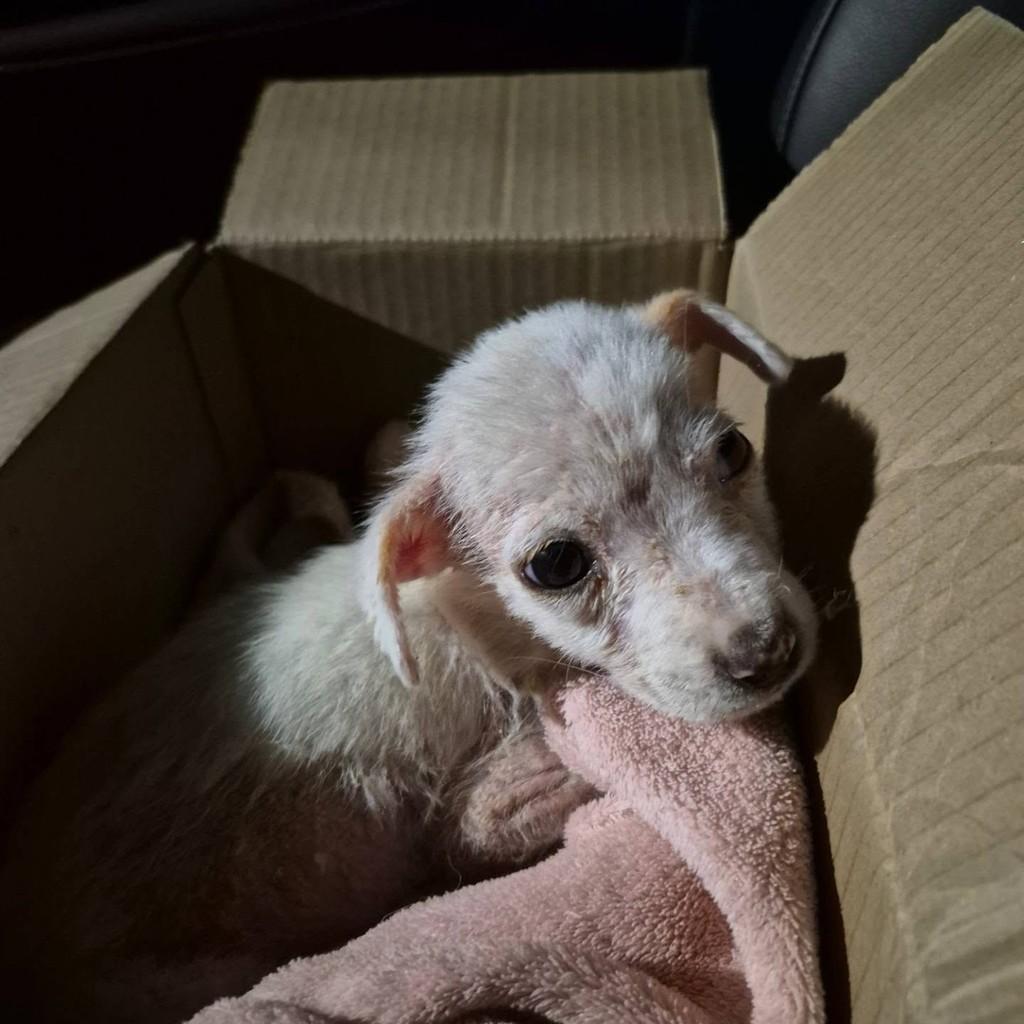 Perebinha, gato de porte médio para adoção em Rio de Janeiro - RJ