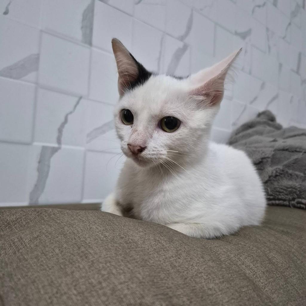 Gabriel, gato de porte pequeno para adoção em Rio de Janeiro - RJ