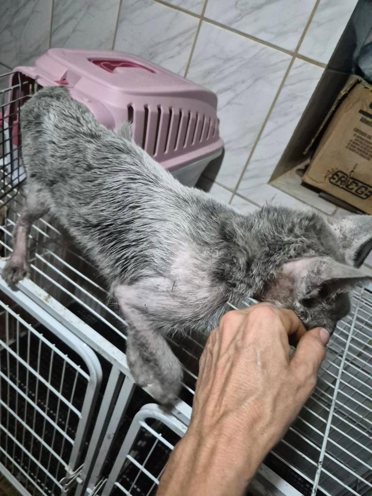 Dom, gato de porte pequeno para adoção em Rio de Janeiro - RJ