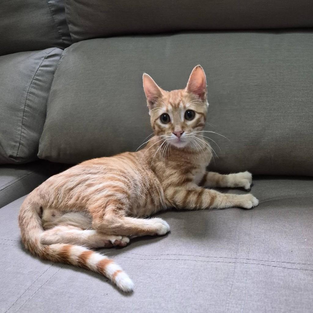 Pimenta, gato de porte pequeno para adoção em Rio de Janeiro - RJ