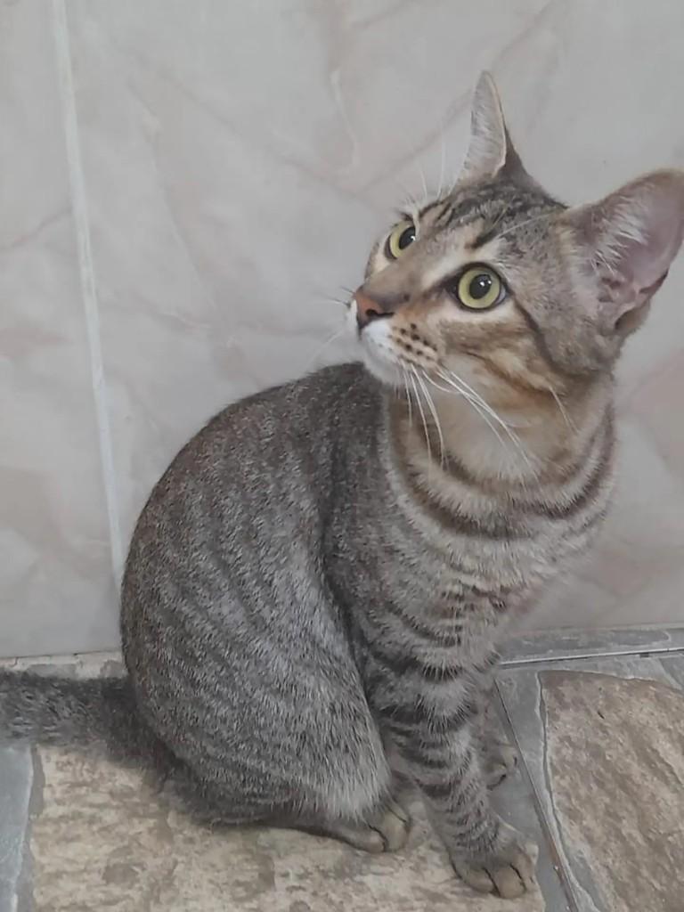 Horus, gato de porte pequeno para adoção em Rio de Janeiro - RJ