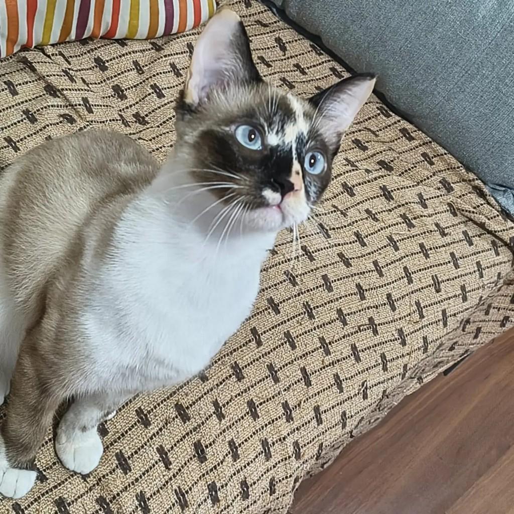 She-ra, gato de porte pequeno para adoção em Rio de Janeiro - RJ