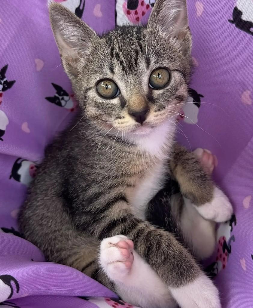 Tigradinho, gato de porte pequeno para adoção em Rio de Janeiro - RJ