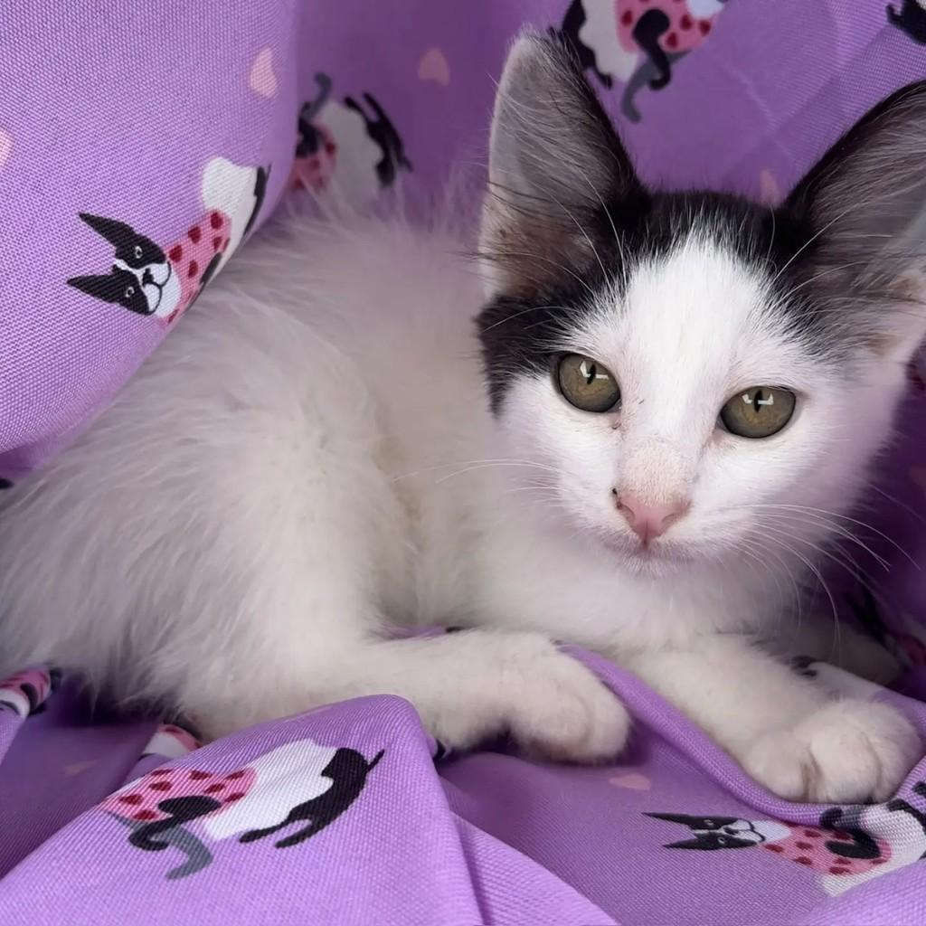 Branquinho, gato de porte pequeno para adoção em Rio de Janeiro - RJ