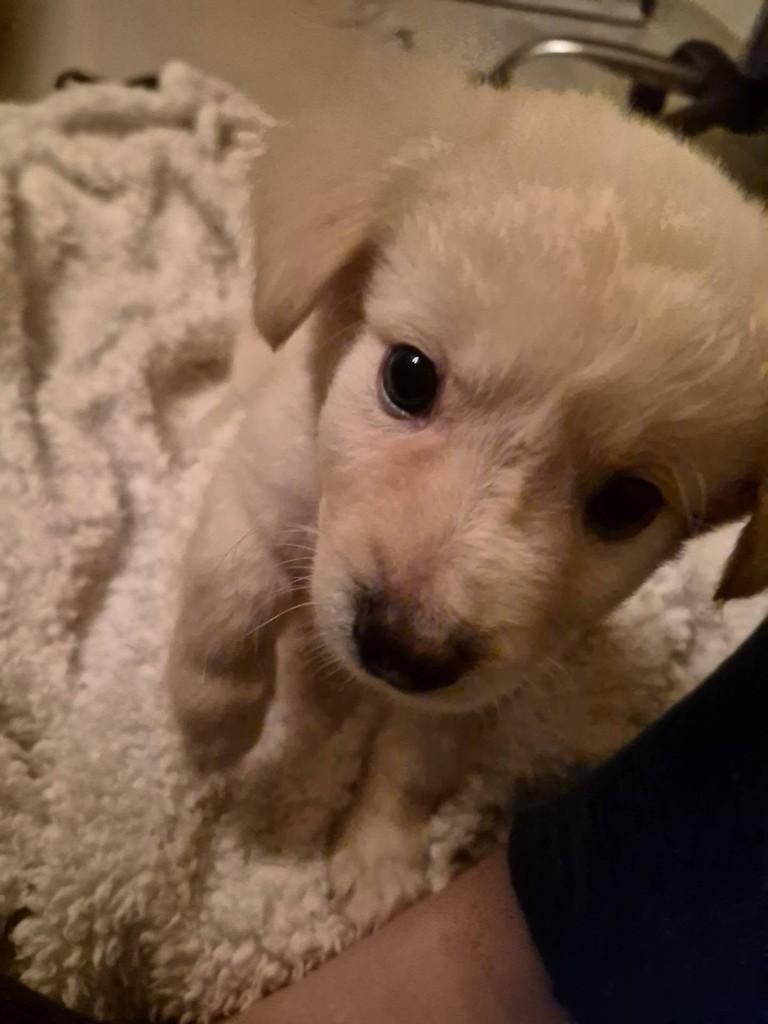 David, cachorro de porte pequeno para adoção em Rio de Janeiro - RJ — foto 2 de 4
