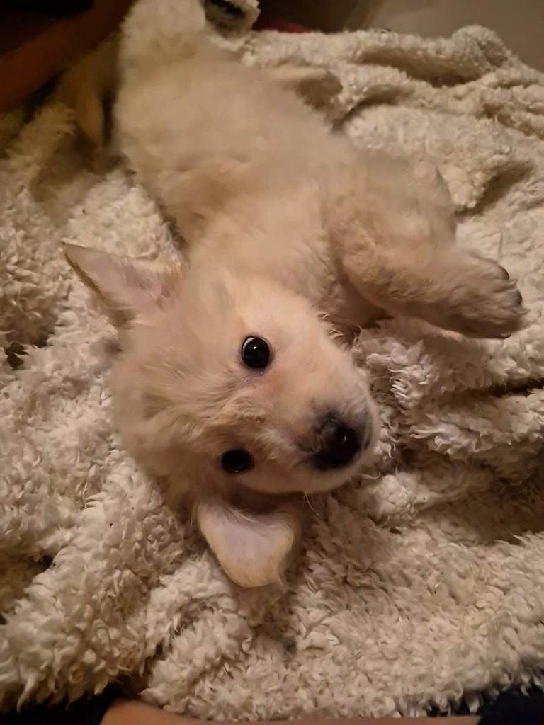 David, cachorro de porte pequeno para adoção em Rio de Janeiro - RJ — foto 3 de 4