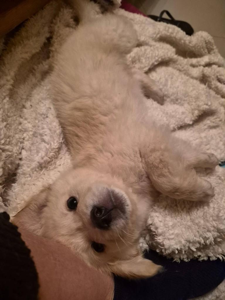 David, cachorro de porte pequeno para adoção em Rio de Janeiro - RJ — foto 4 de 4
