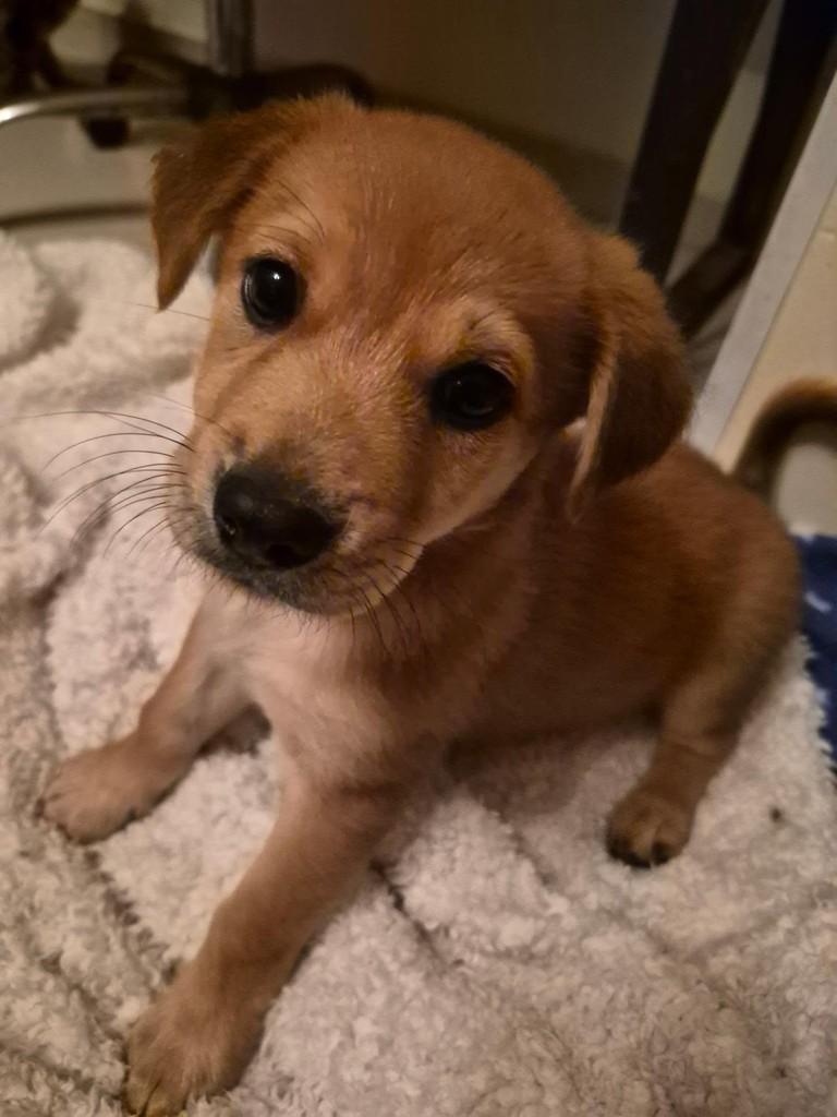 Penélope, cachorro de porte pequeno para adoção em Rio de Janeiro - RJ