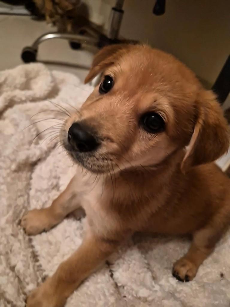 Penélope, cachorro de porte pequeno para adoção em Rio de Janeiro - RJ — foto 2 de 3