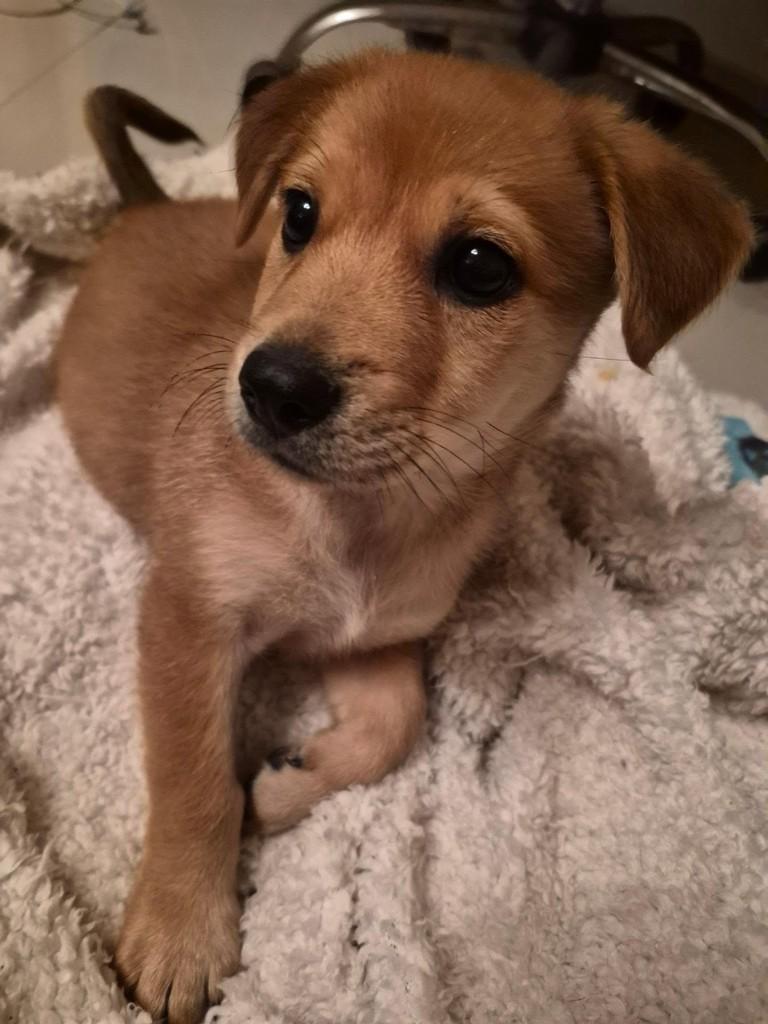 Penélope, cachorro de porte pequeno para adoção em Rio de Janeiro - RJ — foto 3 de 3