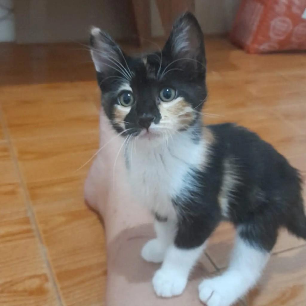 Fofete, gata de porte pequeno para adoção em Rio de Janeiro - RJ