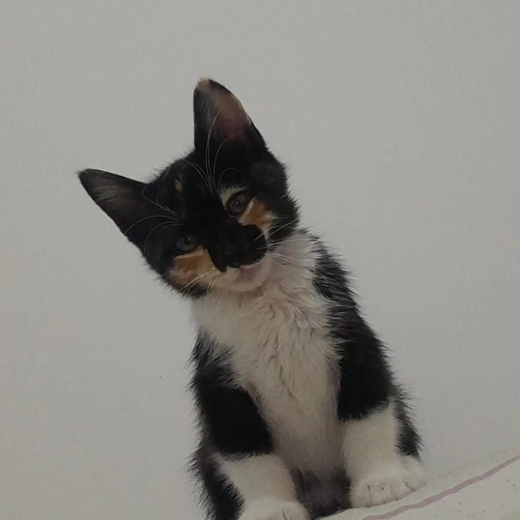 Fofete, gata de porte pequeno para adoção em Rio de Janeiro - RJ — foto 2 de 3