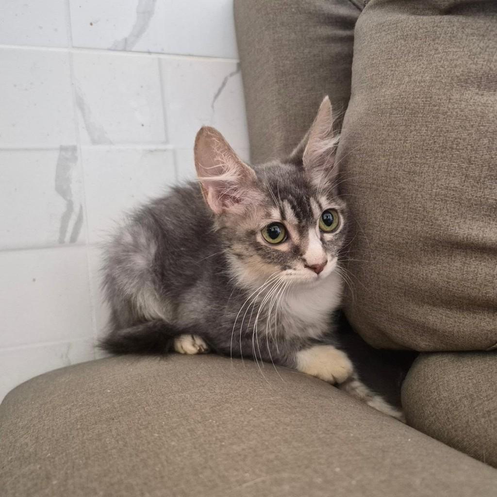 Luiza, gata de porte pequeno para adoção em Rio de Janeiro - RJ