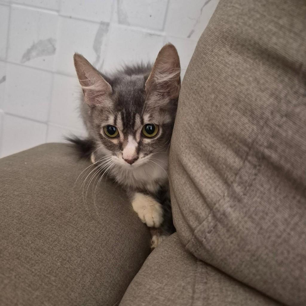 Luiza, gata de porte pequeno para adoção em Rio de Janeiro - RJ — foto 2 de 2