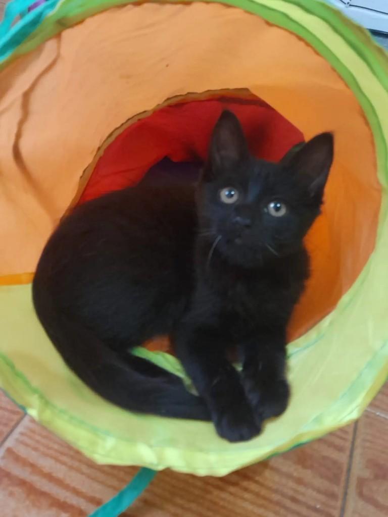 Dark, gata de porte pequeno para adoção em Rio de Janeiro - RJ