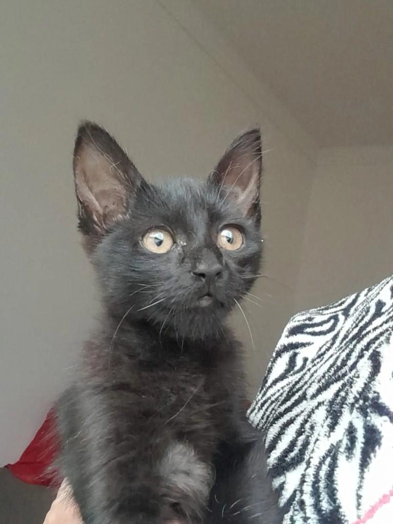 Dark, gata de porte pequeno para adoção em Rio de Janeiro - RJ — foto 3 de 3