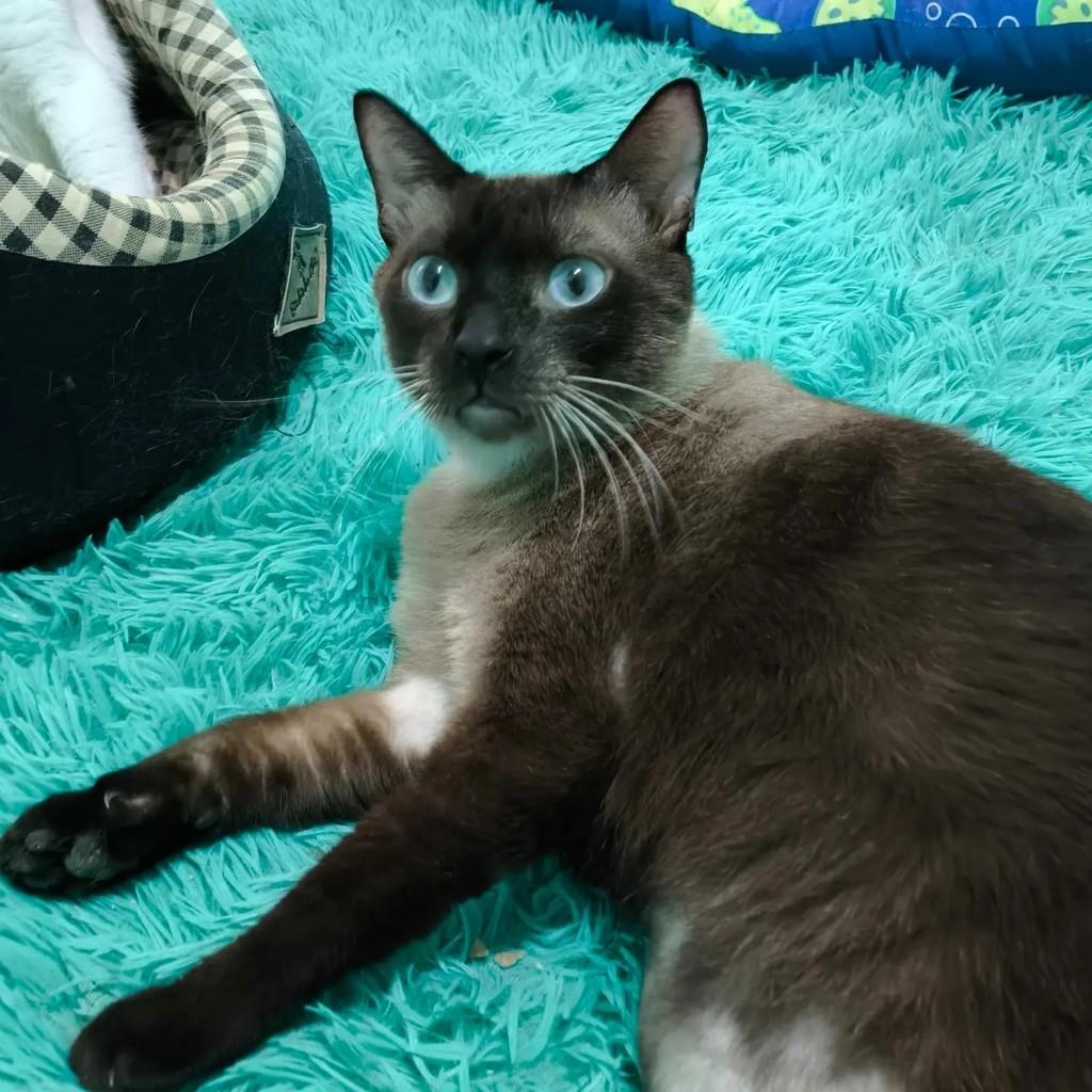 Zaion, gato de porte médio para adoção em Rio de Janeiro - RJ
