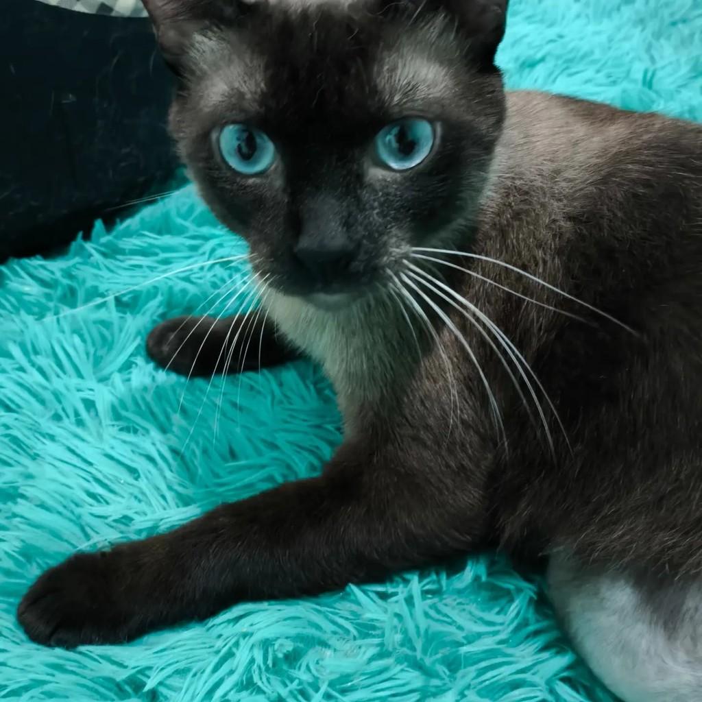 Zaion, gato de porte médio para adoção em Rio de Janeiro - RJ — foto 2 de 4