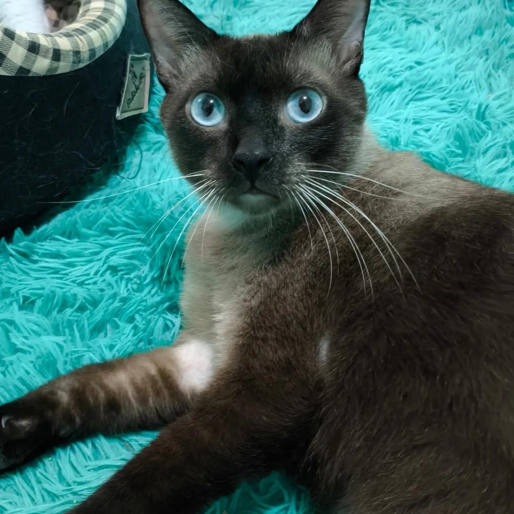 Zaion, gato de porte médio para adoção em Rio de Janeiro - RJ — foto 3 de 4
