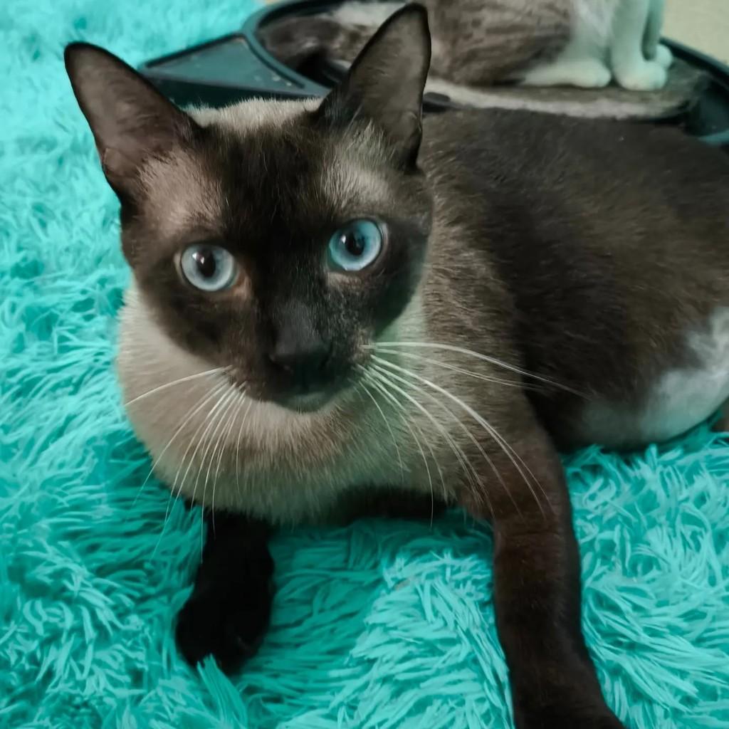 Zaion, gato de porte médio para adoção em Rio de Janeiro - RJ — foto 4 de 4