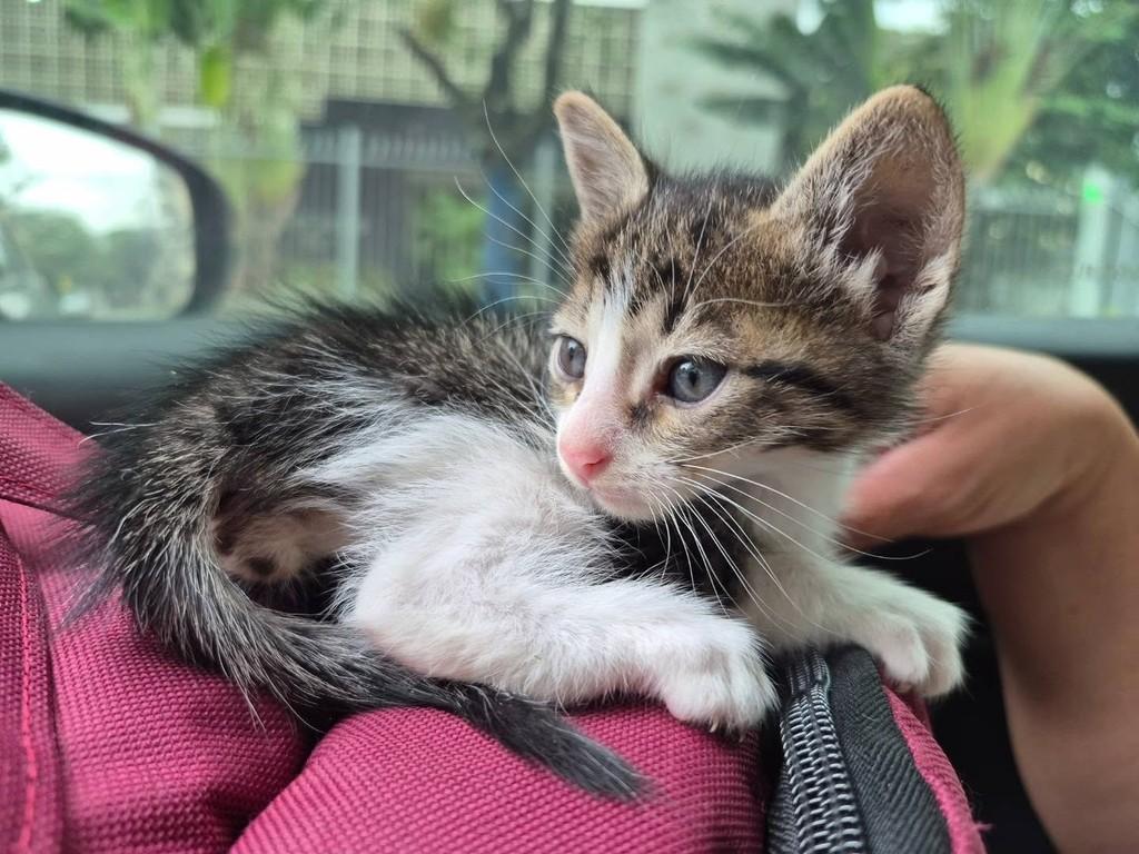 Tom, gato de porte pequeno para adoção em Rio de Janeiro - RJ